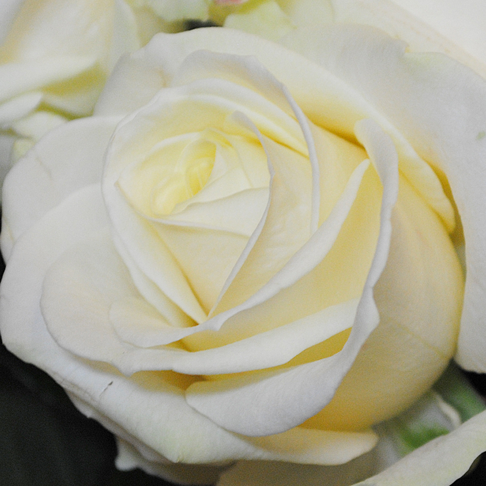 Baltos rožės